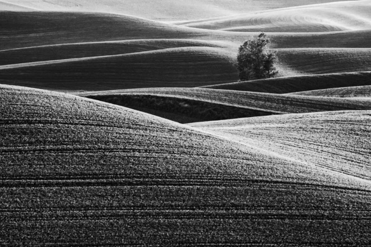 Picture of USA, WASHINGTON FARM COUNTRY NEAR STEPTOE BUTTE