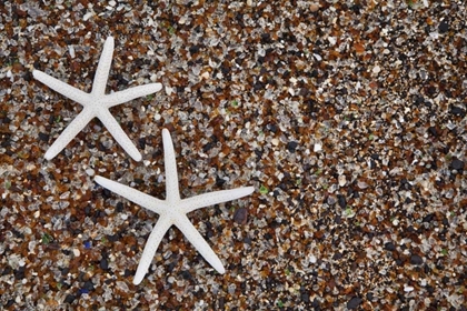 Picture of HAWAII, KAUAI STARFISH SKELETONS ON GLASS BEACH