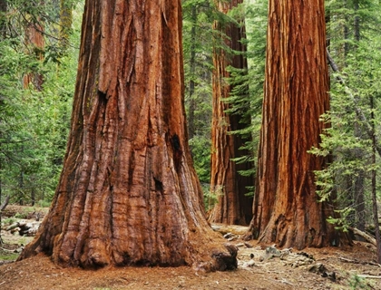 Picture of CALIFORNIA, YOSEMITE NP SEQUOIA TREES IN FOREST