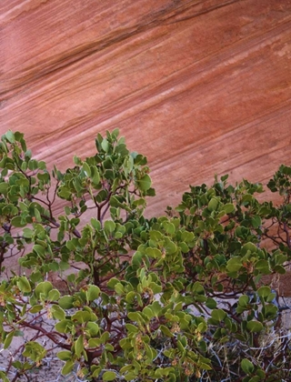 Picture of UTAH, ZION NP MANZANITA BUSH AND SANDSTONE WALL