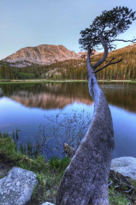 Picture of CALIFORNIA, SIERRA NEVADA GRASS LAKE REFLECTION