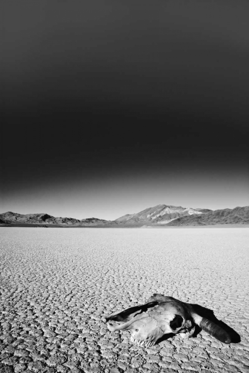 Picture of CALIFORNIA, DEATH VALLEY NP WEATHERED COW SKULL