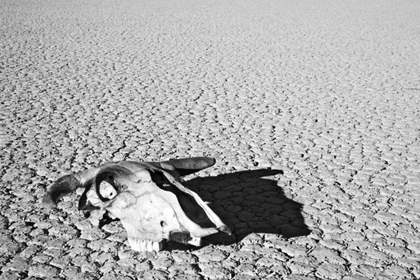 Picture of CALIFORNIA, DEATH VALLEY NP WEATHERED COW SKULL