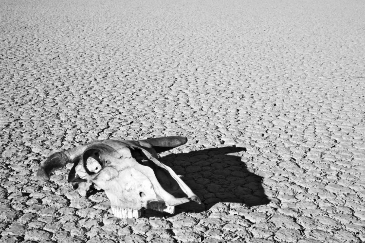 Picture of CALIFORNIA, DEATH VALLEY NP WEATHERED COW SKULL