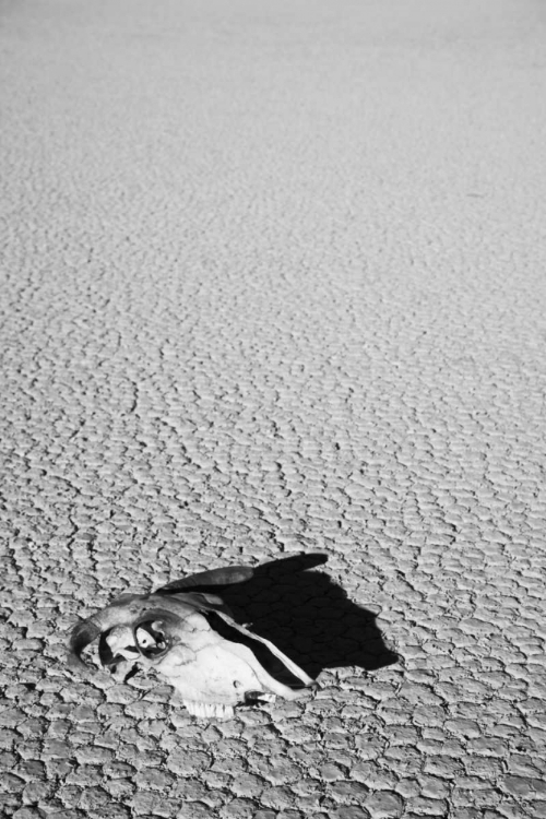 Picture of CALIFORNIA, DEATH VALLEY NP WEATHERED COW SKULL