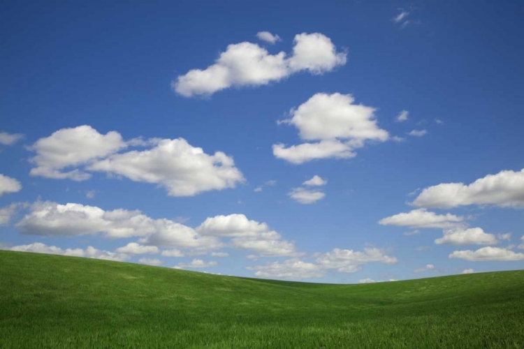 Picture of WASHINGTON, PALOUSE GREEN WHEAT FIELD LANDSCAPE