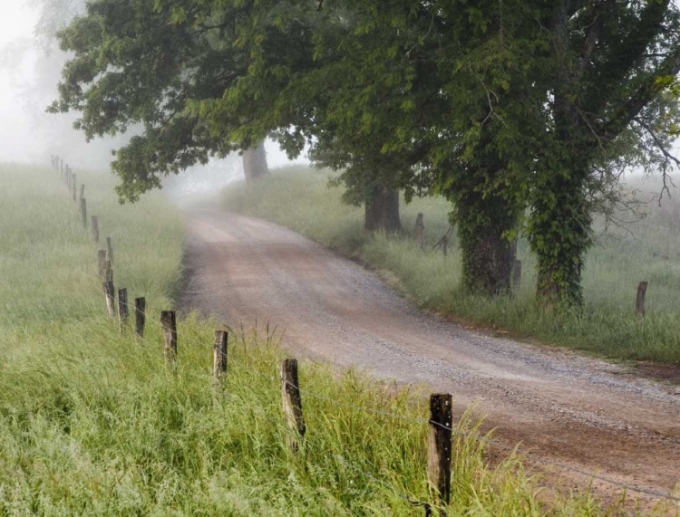 Picture of TENNESSEE, GREAT SMOKY MTS A ROAD IN CADES COVE