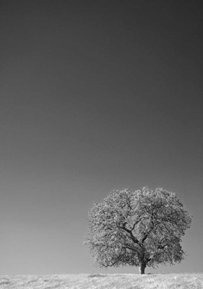 Picture of CA, LONE OAK TREE IN THE SIERRA NEVADA FOOTHILLS