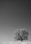 Picture of CA, LONE OAK TREE IN THE SIERRA NEVADA FOOTHILLS