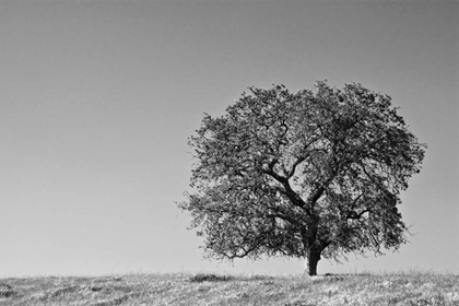 Picture of CA, LONE OAK TREE IN THE SIERRA NEVADA FOOTHILLS