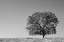Picture of CA, LONE OAK TREE IN THE SIERRA NEVADA FOOTHILLS