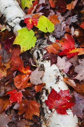 Picture of NH, WHITE MOUNTAINS LOG AND FALLEN MAPLE LEAVES