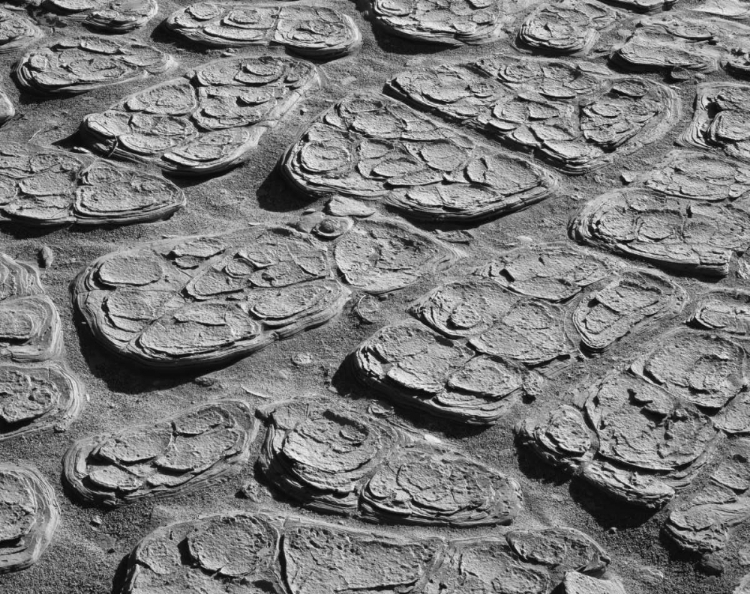 Picture of CA, DEATH VALLEY CRACKED MUD OF THE PLAYA FLOOR