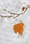 Picture of LONE LEAF CLINGS TO A SNOWY SYCAMORE TREE BRANCH