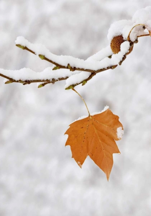 Picture of LONE LEAF CLINGS TO A SNOWY SYCAMORE TREE BRANCH