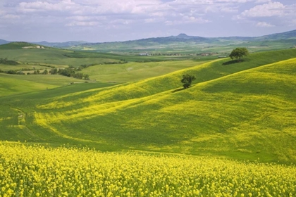Picture of ITALY, TUSCANY CANOLA PLANTS IN THE VAL DORCIA