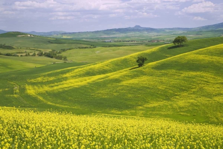 Picture of ITALY, TUSCANY CANOLA PLANTS IN THE VAL DORCIA