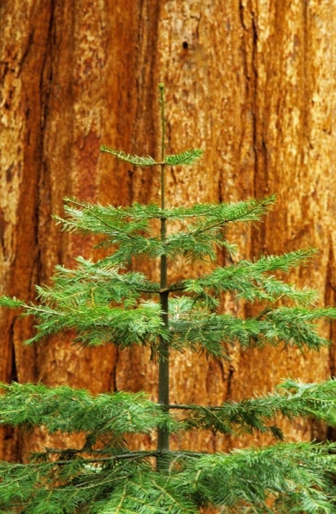 Picture of CA, YOSEMITE SEQUOIA TREE IN THE MARIPOSA GROVE