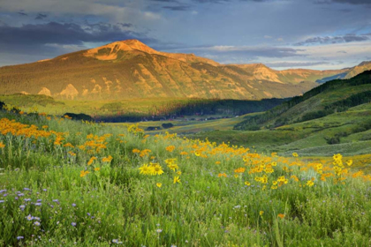 Picture of CO, CRESTED BUTTE LANDSCAPE OF MOUNTAIN FLOWERS