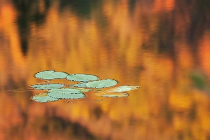 Picture of NH, WHITE MTS LILY PADS FLOAT ON POND IN AUTUMN
