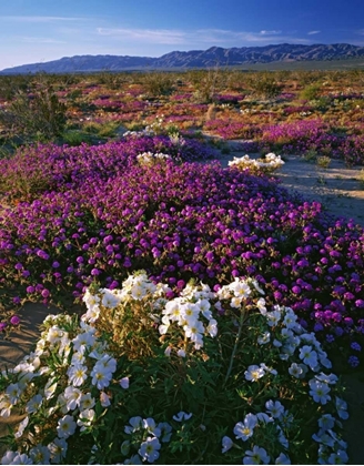 Picture of CA, ANZA-BORREGO SP DESERT WILDFLOWERS IN BLOOM