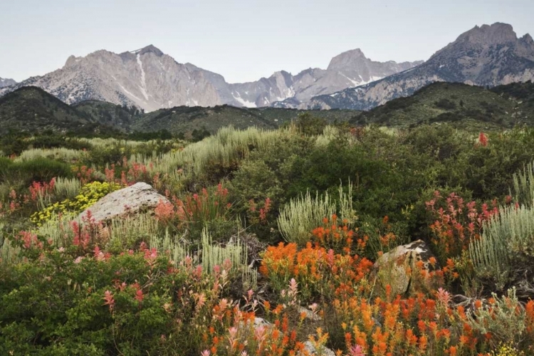 Picture of CA, FLOWERS BLOOM IN THE SIERRA NEVADA MOUNTAINS