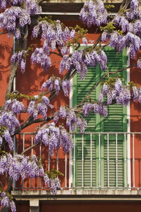 Picture of ITALY, VARENNA FLOWERS GROW OVER FRONT OF HOUSE