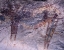 Picture of TX, SEMINOLE CANYON PICTOGRAPHS IN PANTHER CAVE