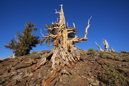 Picture of CA, WHITE MTS WEATHERED TREE IN THE PINE FOREST