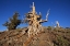 Picture of CA, WHITE MTS WEATHERED TREE IN THE PINE FOREST