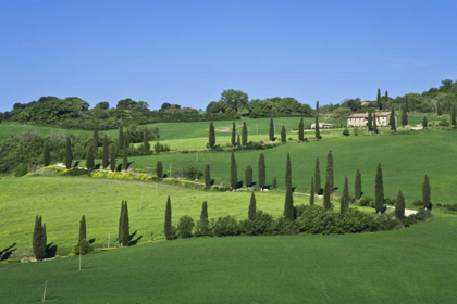 Picture of ITALY, TUSCANY CYPRESS TREES LINE ROAD TO VILLA