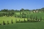 Picture of ITALY, TUSCANY CYPRESS TREES LINE ROAD TO VILLA