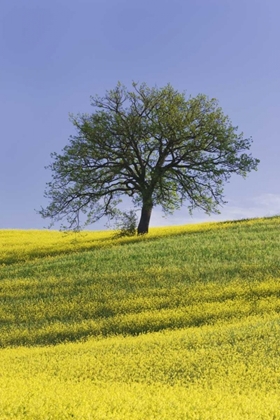 Picture of ITALY, TUSCANY LONE OAK TREE AMID CANOLA PLANTS