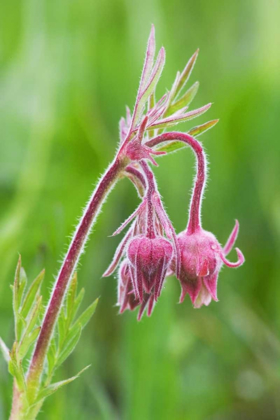 Picture of IDAHO, SAWTOOTH MOUNTAINS DETAIL OF WILDFLOWERS