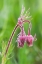 Picture of IDAHO, SAWTOOTH MOUNTAINS DETAIL OF WILDFLOWERS