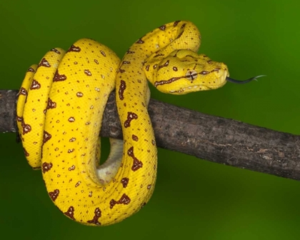 Picture of INDONESIA CLOSE-UP OF JUVENILE GREEN TREE PYTHON