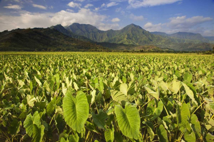 Picture of USA, HAWAII, KAUAI TARO FIELDS IN HANALEI VALLEY