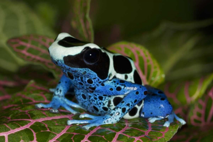 Picture of SOUTH AMERICA, SURINAM PATRICIA POISON DART FROG
