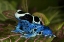 Picture of SOUTH AMERICA, SURINAM PATRICIA POISON DART FROG
