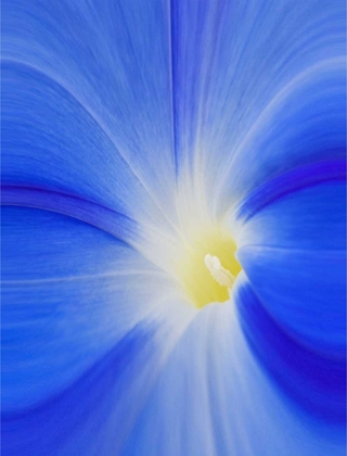 Picture of WASHINGTON STATE, PALOUSE A MORNING GLORY FLOWER