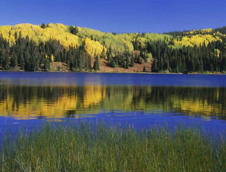 Picture of COLORADO, GUNNISON NF AUTUMN SCENIC AT LOST LAKE