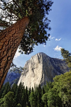 Picture of CALIFORNIA, YOSEMITE VIEW OF EL CAPITAN LANDMARK