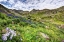 Picture of COLORADO, SAN JUAN MTS, FLOWERS IN AMERICAN BASIN