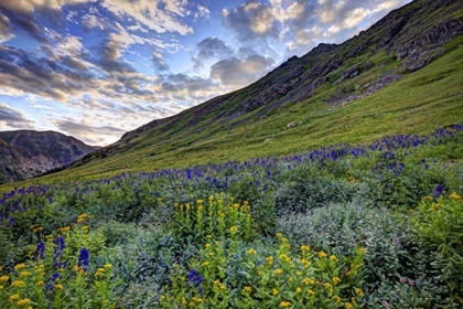 Picture of COLORADO, SAN JUAN MTS, FLOWERS IN AMERICAN BASIN