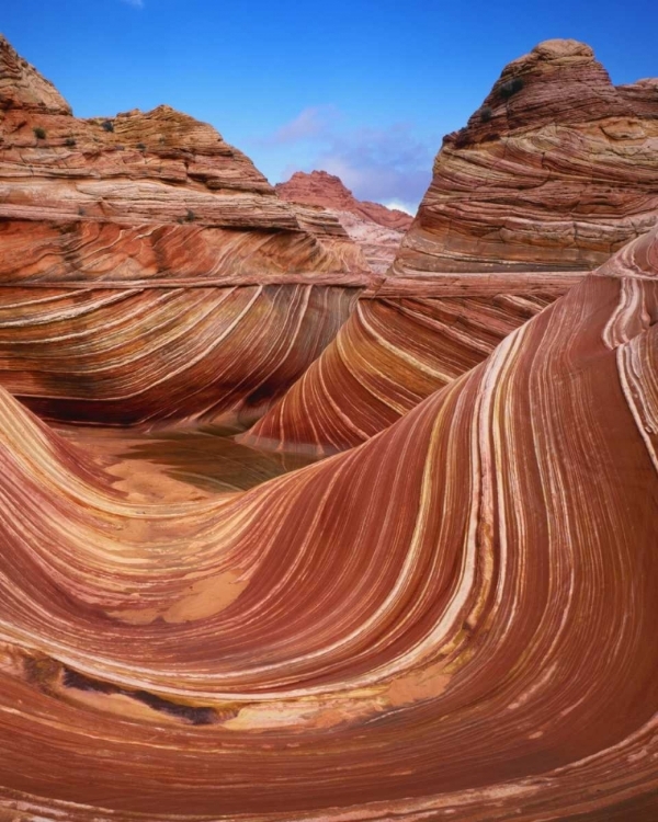 Picture of UTAH, PARIA CANYON THE WAVE FORMATION, SANDSTONE