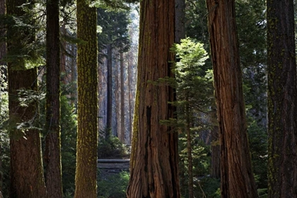 Picture of CA, YOSEMITE REDWOOD TREES IN THE MARIPOSA GROVE