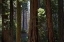 Picture of CA, YOSEMITE REDWOOD TREES IN THE MARIPOSA GROVE