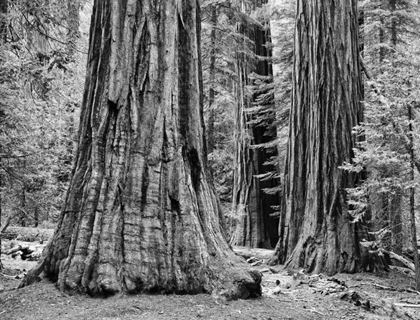 Picture of CA, YOSEMITE SEQUOIA TREES IN THE MARIPOSA GROVE