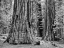 Picture of CA, YOSEMITE SEQUOIA TREES IN THE MARIPOSA GROVE