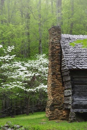 Picture of TN, GREAT SMOKY MTS LOG CABIN AND BLOOMING TREES